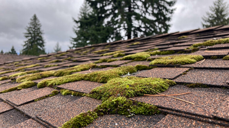 How Do Seattle Homeowners Prevent Moss Roof Damage?